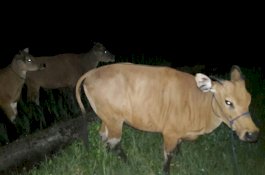 Kepung Pelaku di Sawah, Polsek Batang Jeneponto Selamatkan 7 Sapi