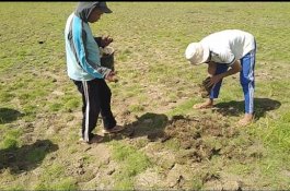 Sama dengan SUGBK, Rumput Stadion Mini Bulukumba Ternyata dari Ballasaraja