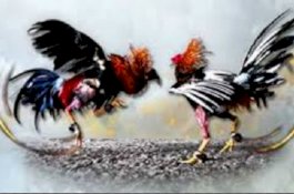 Polisi Gerebek Judi Sabung Ayam, Ayamnya Ditangkap, Pelaku Kabur