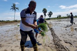 Gowa Targetkan 401.599 Produksi Padi, Jagung 250.595 Ton di 2019