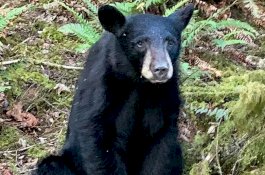 Bayi Beruang Dibunuh Karena Selfie Dengan Manusia