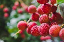 Kematian Akibat Racun Buah Leci Meningkat Jadi 109