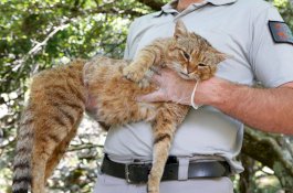 Kucing-Rubah Misterius Ditemukan di Prancis