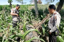Motor Tak Bertuan Ditemukan di Kebun Jagung