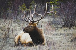 Tanduk Rusa Jadi Bagian Baru dalam Penelitian Kanker