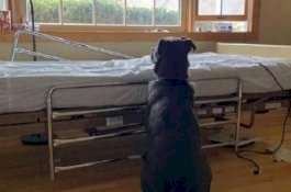 Anjing Ini Setia Menunggu di Samping Ranjang, Tak Sadar Kalau Tuannya Sudah Meninggal