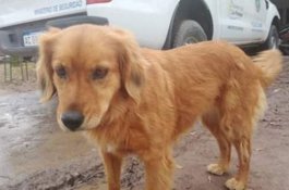 Sudah 1 Tahun Anjing ini Tunggu Pemiliknya di Luar Kantor Polisi