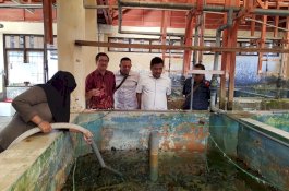 Jauh-Jauh ke Buleleng Bali, Bupati Maros Belajar Pembenihan Ikan Bandeng