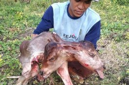 Dibantu Melahirkan Pakai Tali, Anak Sapi 1 Badan 2 Kepala Gegerkan Warga Bone