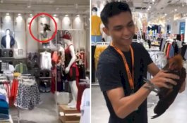 Video Lucu, Karyawan Kejar Ayam yang Nyasar di Toko Pakaian