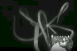 Cumi-cumi 3 Meter Terekam di Laut Dalam Amerika Serikat