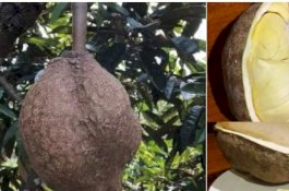 Viral Durian Tanpa Duri, Begini Penampakannya