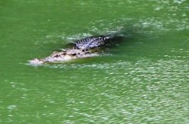 Buang Air Besar di Sungai, Pria Paruh Baya Digigit Buaya