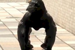 Lihat! Perilaku Burung Gagak ini Terlihat Seperti Gorila