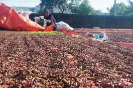 Harga Cengkeh di Bulukumba Terjun Bebas