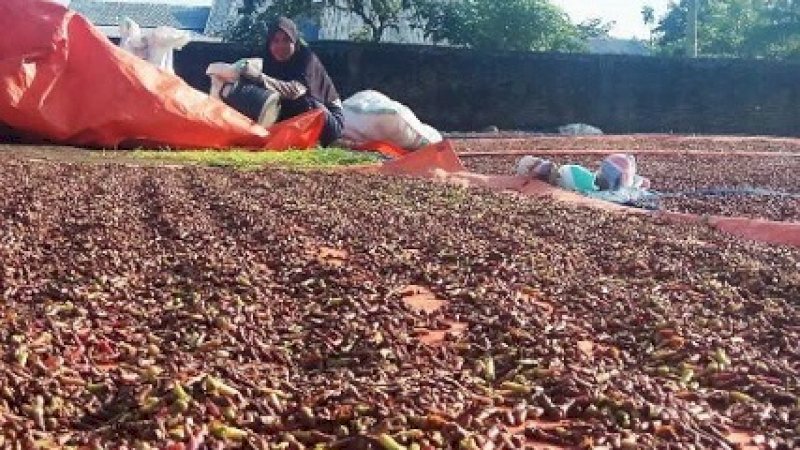 Pedagang Bulukumba menjemur cengkeh. (foto : Rahmatullah)