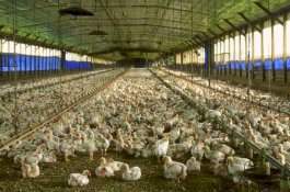 Peternak Obral Ayam Potong Gegara Harga Terjun Bebas