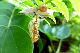 Benarkan Kepompong Emas ini Mengandung Logam?