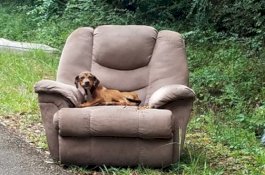 Agar Tak Curiga, Anak Anjing Ini Dibuang Bersama Kursi Favoritnya