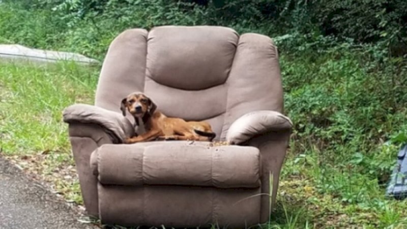 Seekor anjing menolak meninggalkan kursi sofa karena menunggu pemiliknya datang.