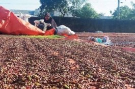 Harga Komoditi Bulukumba Anjlok, Disperindag Bingung