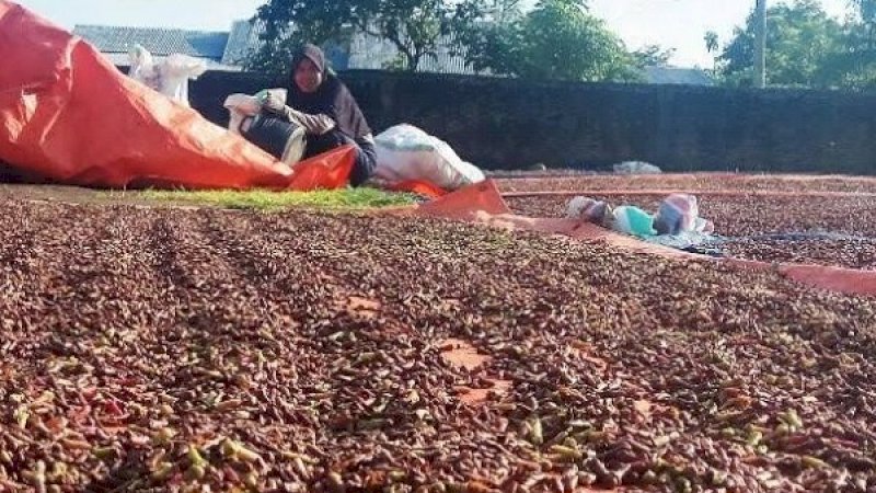 Seorang warga menjemur komoditinya.