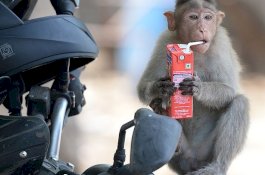 Bayi Satu Bulan Dibunuh Monyet Saat Mengambil Botol Susunya