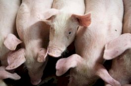 Temukan Sertifikat Palsu, China Minta Kanada Tangguhkan Ekspor Daging Babi