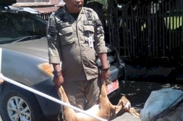 Patroli Permukiman Warga, Satpol PP Sidrap Tertibkan Ternak Berkeliaran