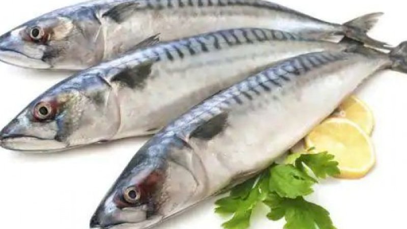 11 Manfaat Ikan Kembung dan Kandungan Nutrisinya