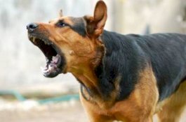 Warga Sidrap Diteror anjing Gila, 4 Warga Jadi Korban