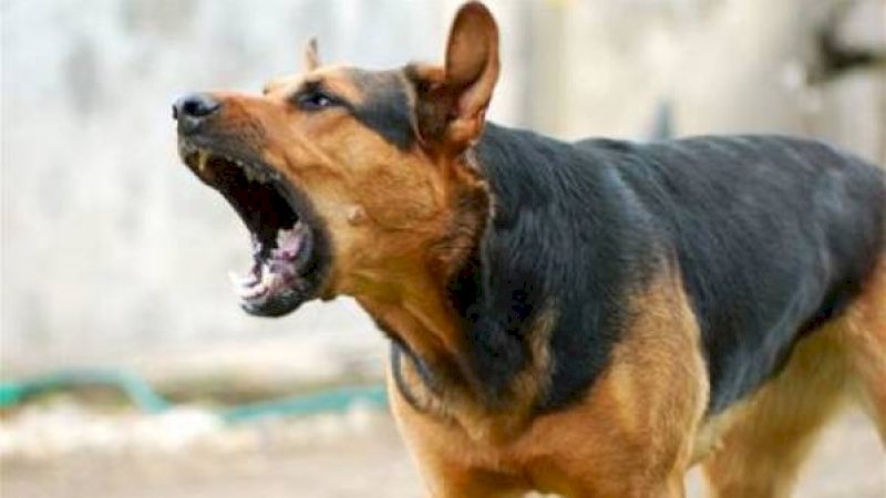 Warga Sidrap Diteror anjing Gila, 4 Warga Jadi Korban