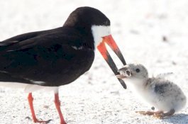 Foto Induk Burung Beri Anaknya Puntung Rokok, Bukti Bagaimana Manusia Hancurkan Planet