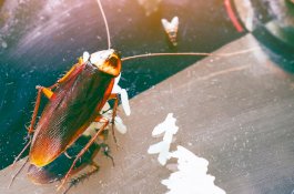 Kecoak Ternyata Tangguh Hadapi Pestisida yang Belum Dikenalnya