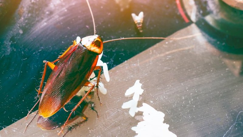 Kecoak Ternyata Tangguh Hadapi Pestisida yang Belum Dikenalnya