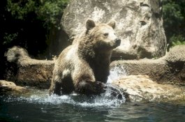 Kebenaran di Balik Berita Viral Pria Kurus Selamat Setelah Diserang Beruang