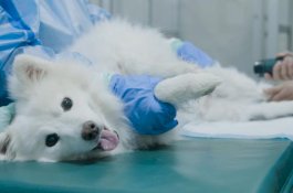 Anjing-anjing ini Diberi Vaksin Kanker. Jika Berhasil, Manusia Selanjutnya