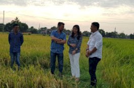 Keluarga SYL Isi Akhir Pekan dengan Panen Padi