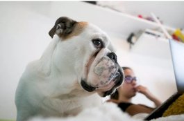 Anjing Tahu Ketika Pemiliknya Stres, Dan Juga Merasakannya