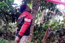 Pasca Pilkades Tim Sukses Salah Satu Calon Tewas Digantung