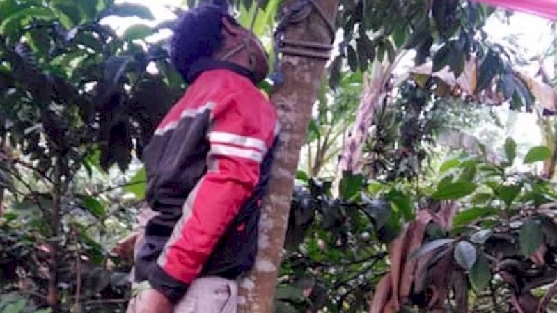 Jasad Darmaji tergantung di pohon sirsak.