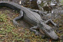 Balita Jatuh di Kolam Buaya, Dimakan Hidup-hidup Hingga Sisa Tengkorak