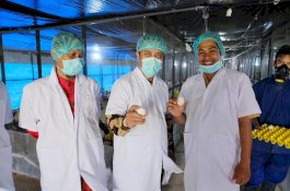 Wagub Sulsel Kunjungi Pembibitan Ternak Unggas Mancani Palopo