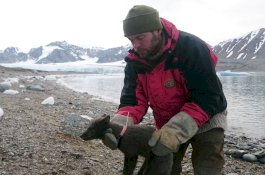 Rubah Arktik Buat Rekor Dengan Berjalan Lebih 4.000 Km ke Kanada