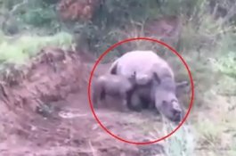 Video Sedih Anak Badak Bangunkan Induknya yang Mati Ditembak Pemburu