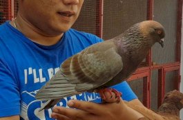 Jayabaya, Sang Burung Dara Seharga Rp1 Miliar
