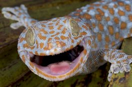 Tantangan Makan Tokek, Lelaki Ini Tewas