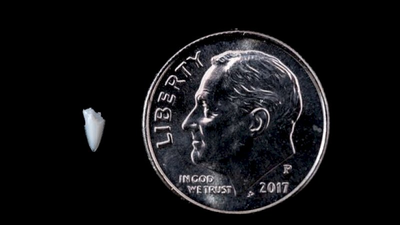 Ada Benjolan, Pria Ini Baru Sadar Ternyata Gigi Hiu Tertinggal di Kaki Selama 24 Tahun