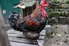 Berkokok Terlalu Nyaring, Ayam Jantan Ini Dilapor ke Pengadilan