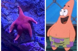 Heboh! Seorang Gadis Cantik Memotret Bintang Laut yang Mirip Tokoh Patrick di Spongbob's